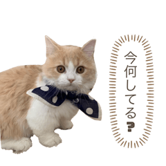猫。ルキまる
