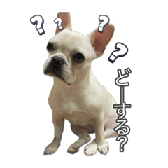 フレンチブルドッグのちくわちゃん③