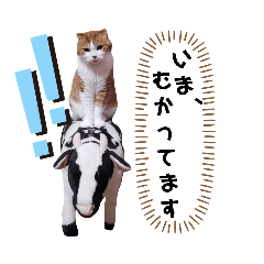 猫のコジくん　スコティッシュフォールド
