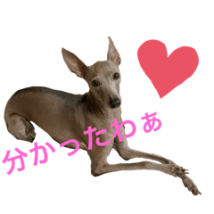 わんこアルちゃん①