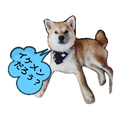 柴犬 柑太くん①