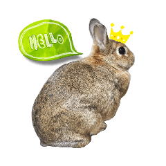 うさぎのチョコ②