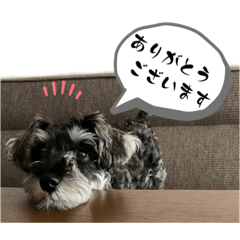 シュナサクラのスタンプ