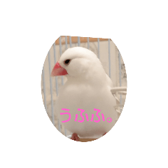白文鳥のみるちゃん