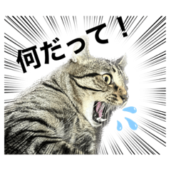 シバトラちゃん2