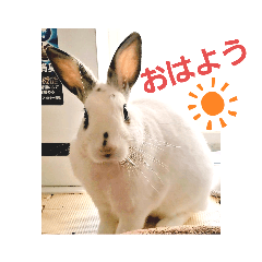 newうさ、ラビィ