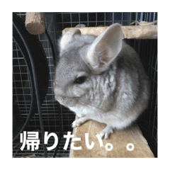 チンチラのわたあめくん