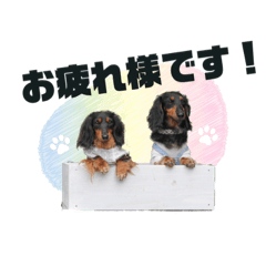 ダックスのマロムギスタンプ5