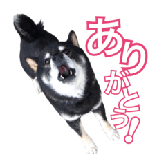 黒柴くんの日常。