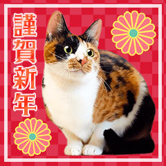 毎年使える♪かわいい猫写真の年賀(改良版)