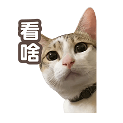R BAO CAT