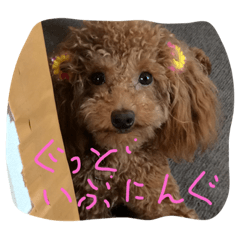 ヨーキーはなとトイプーこまち 4