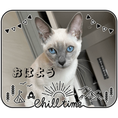 シャム猫めいちゃん