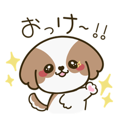 シーズー犬 maruくんの日常