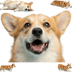 BIG! コーギー　実写