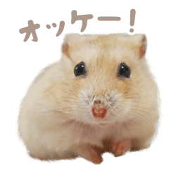 ジャンハムのちび