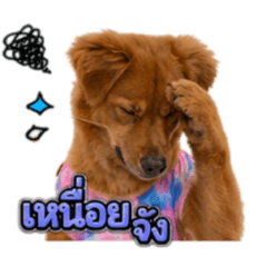 BOBBYDOG
