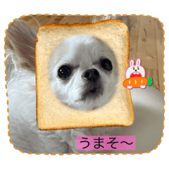 まあまあ派手な犬のまめ太のスタンプ
