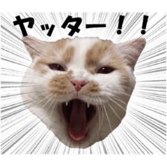 ホイホイスタンプ