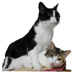 いたずらクーとおっとりミミ