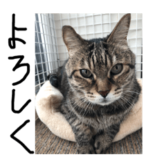 うちのトラキチ