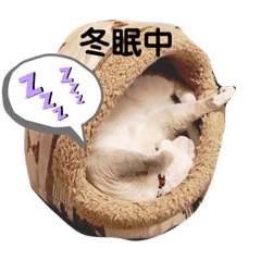 猫ミルクの日常スタンプ②