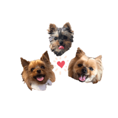 ちょこ&みんと&ちゃい