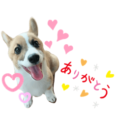 コーギーのいち ② パピー時代