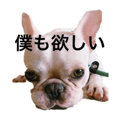 フレンチブルドック大豆くん