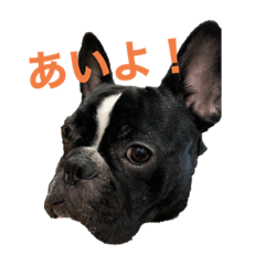 ウチのブヒたち