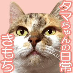 タマちゃんの日常 きもち