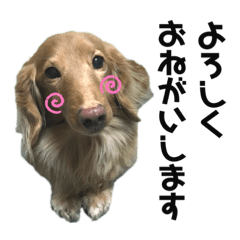 犬と猫の愉快なスタンプ