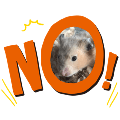 ゴールデンハムスター　キンクマ