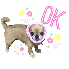 あんず☆うり☆のこ