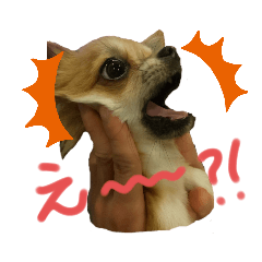 我が家のアイドルむぎさん