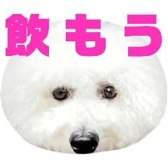 ビションフリーゼ大福くんの飲み会スタンプ