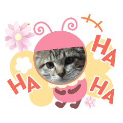 ミャー＆くぅの探検隊