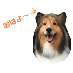 シェルティ　シェルの関西弁