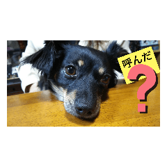 チワックスの色々な表情♪