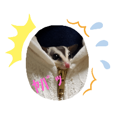 モモチラの日常