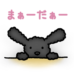 トイプードルのぴちこ