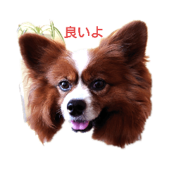 ジャイアントパピヨン