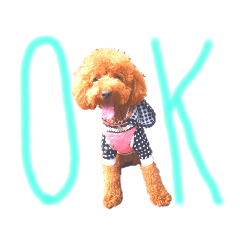 トイプーのスモモ