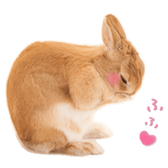 うさぎのLily(写真スタンプ)