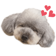 むぎショコラきなこ