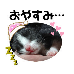 ネコのみぃとりく