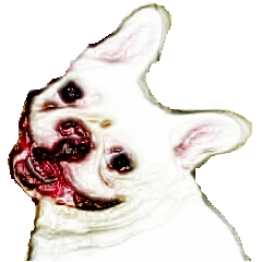 うちのフレンチブルドッグ