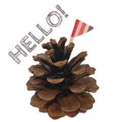 まつぼっくり。と。