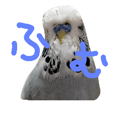 うちのジャンボセキセイインコ