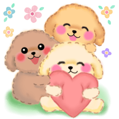 気づかいのできる♥かわいいトイプードル